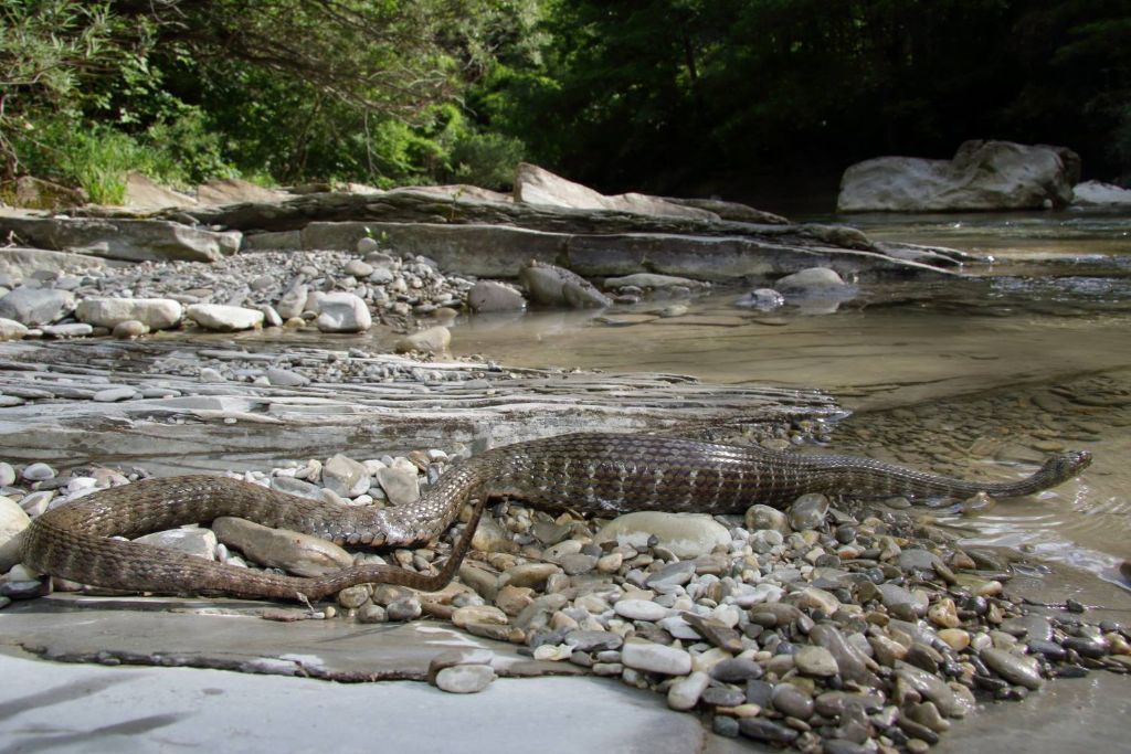 Grande femmina di Natrix tessellata con barbo appena catturato